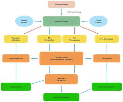 Updates on Anticancer Therapy-Mediated Vascular Toxicity and New Horizons in Therapeutic Strategies